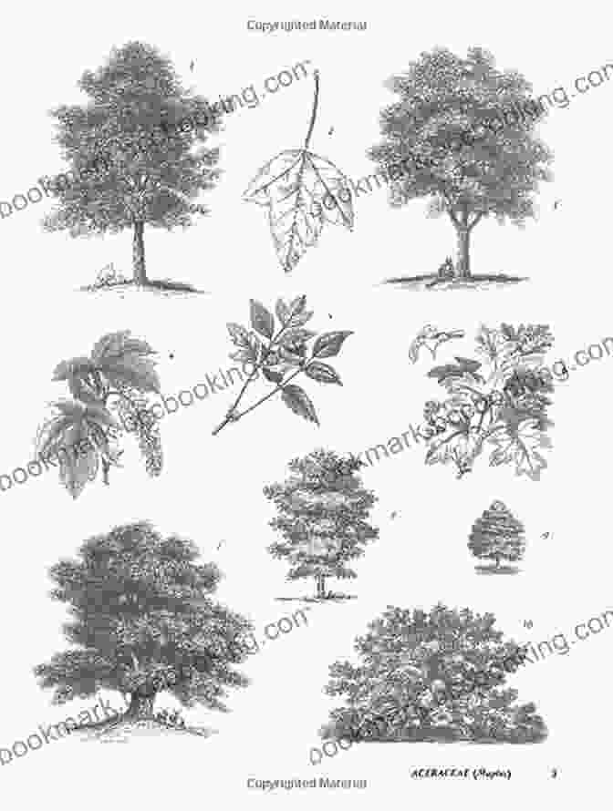 400 Royalty Free Illustrations Of Flowers, Trees, Fruits, And Vegetables Plants: 2 400 Royalty Free Illustrations Of Flowers Trees Fruits And Vegetables (Dover Pictorial Archive)