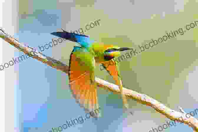 A Bee Eater In Flight, Showcasing Its Vibrant Colors And Aerial Skills National Geographic Readers: Roar 100 Facts About African Animals (L3)