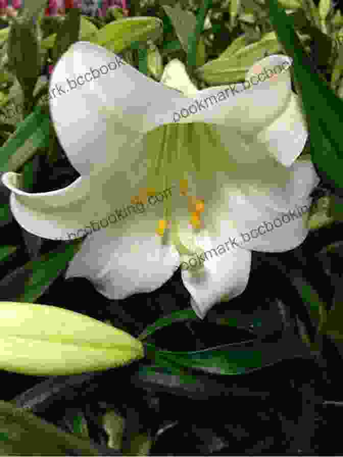 A Bouquet Of Fragrant White Easter Lilies First 100 Easter Words Jessica Barondes