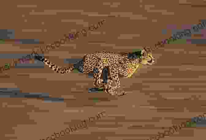 A Cheetah, The Fastest Land Animal, Sprints Across The African Savanna Nic Bishop Big Cats Jennifer S Holland