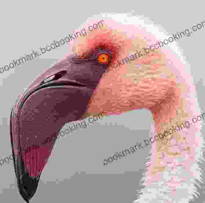 A Close Up Of A Flamingo's Head, Showcasing Its Distinctive Beak And Piercing Gaze. Flamingo Facts: Photobook Of Flamingo Facts With Real Images And Facts That You Should Know That S So Amazing (Fun Facts 11)