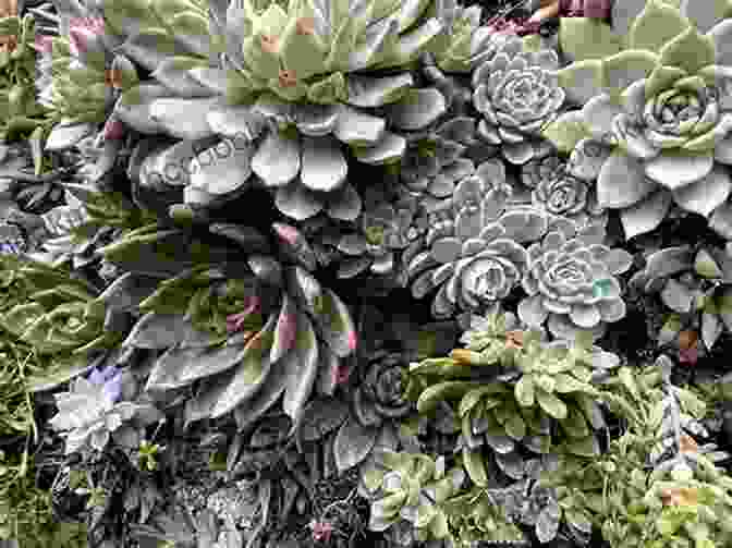 A Close Up Of A Succulent Garden At The Ruth Bancroft Garden, Featuring A Diverse Collection Of Rosettes, Clusters, And Trailing Varieties The Bold Dry Garden: Lessons From The Ruth Bancroft Garden