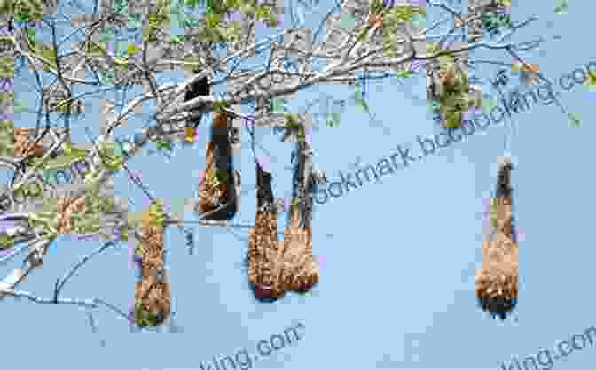 A Colony Of Montezuma Oropendolas Build Their Elaborate Hanging Nests In A Towering Tree AVITOPIA Birds Of El Salvador