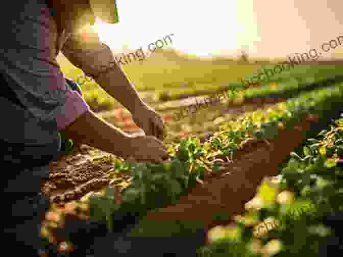 A Farmer Tending To Rows Of Fresh Produce In The Fields Of Prince Edward Island Flavours Of Prince Edward Island: A Culinary Journey