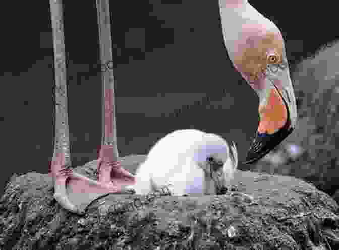 A Flamingo Chick Nestled Among Its Parents, Its Fluffy Feathers And Inquisitive Eyes Capturing The Essence Of Innocence. Flamingo Facts: Photobook Of Flamingo Facts With Real Images And Facts That You Should Know That S So Amazing (Fun Facts 11)