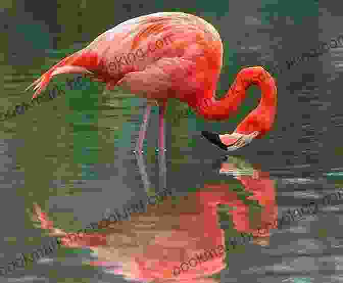 A Flamingo Standing In A Shallow Pool Of Water, Its Reflection Shimmering On The Surface. Flamingo Facts: Photobook Of Flamingo Facts With Real Images And Facts That You Should Know That S So Amazing (Fun Facts 11)