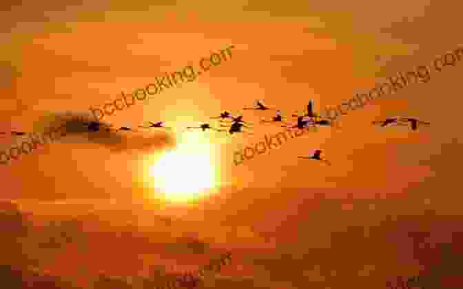 A Flock Of Flamingos Taking Flight At Sunset, Their Silhouettes Creating A Stunning Tapestry Against The Golden Sky. Flamingo Facts: Photobook Of Flamingo Facts With Real Images And Facts That You Should Know That S So Amazing (Fun Facts 11)