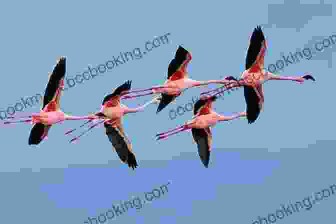 A Flock Of Flamingos Taking Flight, Their Wings Outstretched And Their Vibrant Feathers Creating A Stunning Spectacle. Flamingo Facts: Photobook Of Flamingo Facts With Real Images And Facts That You Should Know That S So Amazing (Fun Facts 11)
