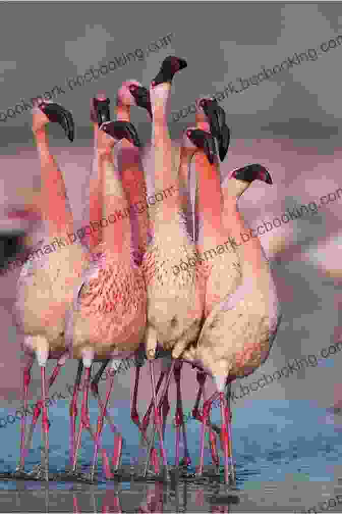 A Group Of Flamingos Engaged In Courtship Behavior, Their Vibrant Feathers Creating A Mesmerizing Display. Flamingo Facts: Photobook Of Flamingo Facts With Real Images And Facts That You Should Know That S So Amazing (Fun Facts 11)