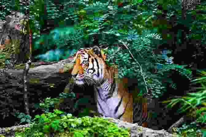 A Group Of Wildlife Conservationists Monitoring A Tiger In Its Natural Habitat, Highlighting The Importance Of Ongoing Conservation Efforts Explore My World Tigers Jill Esbaum