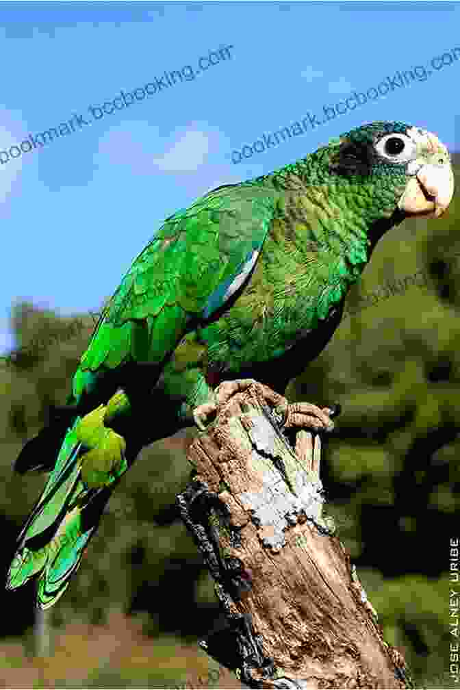 A Hispaniolan Parrot, Endemic To The Dominican Republic, Perches On A Branch. AVITOPIA Birds Of The Dominican Republic