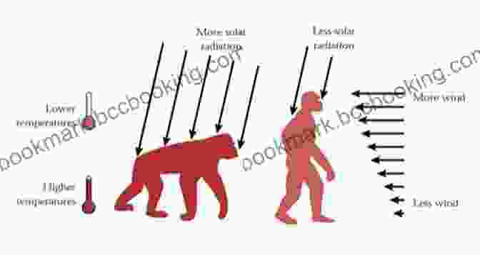 A Human Walking Upright, Illustrating The Transformative Evolutionary Adaptation. First Steps: How Upright Walking Made Us Human