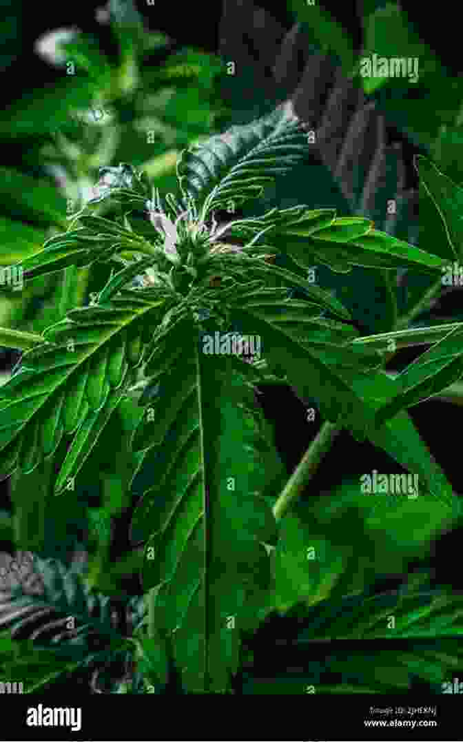 A Lush Marijuana Plant, Its Leaves A Vibrant Shade Of Green, Stands Tall Against A Rustic Wooden Fence. The Botany Of Desire: A Plant S Eye View Of The World