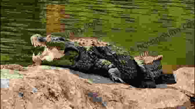 A Nile Crocodile Basking In The African Sun National Geographic Readers: Roar 100 Facts About African Animals (L3)