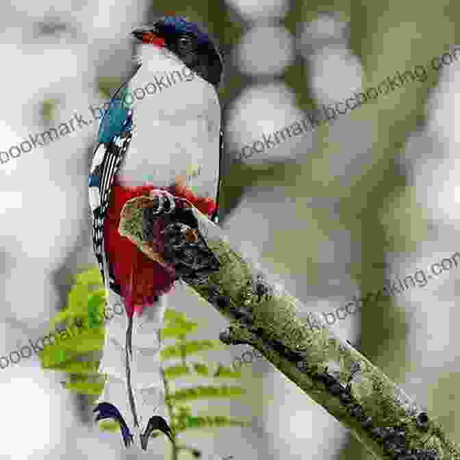 A Stunning Photograph Of A Cuban Trogon, Capturing Its Iridescent Plumage And Intricate Details AVITOPIA Birds Of Cuba