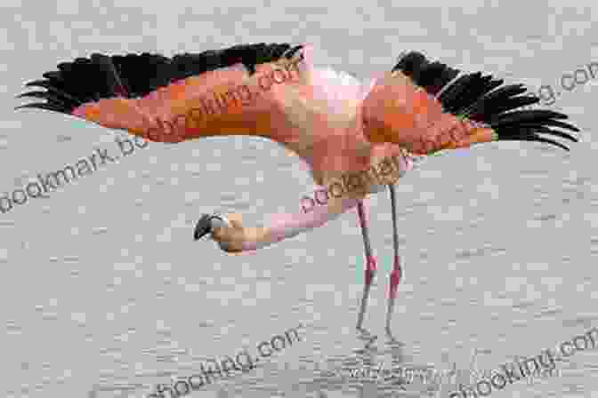 A Vibrant Caribbean Flamingo Spreads Its Wings In A Graceful Display. AVITOPIA Birds Of The Dominican Republic