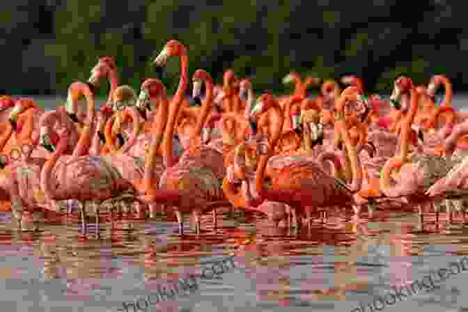 A Vibrant Flock Of Flamingos Wading In A Shallow Lake, Their Feathers Shimmering In The Sunlight. Flamingo Facts: Photobook Of Flamingo Facts With Real Images And Facts That You Should Know That S So Amazing (Fun Facts 11)