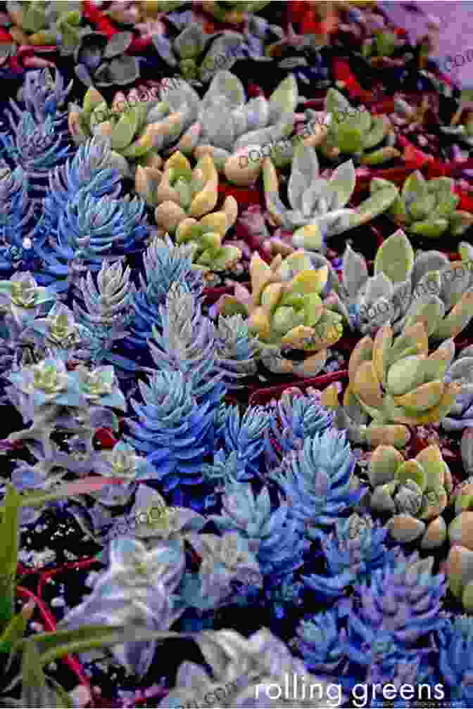 A Vibrant Montage Of Succulents, Cacti, And Drought Tolerant Plants Against The Backdrop Of The Ruth Bancroft Garden The Bold Dry Garden: Lessons From The Ruth Bancroft Garden