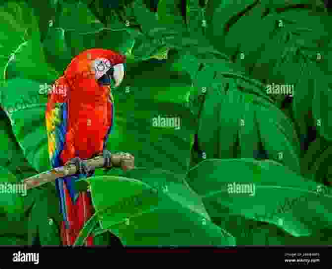 A Vibrant Scarlet Macaw Perched On A Branch In The Lush Rainforest AVITOPIA Birds Of El Salvador