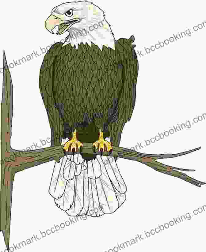 An Illustration Of An Eagle Perched On A Tree Branch, Its Piercing Gaze Resembling The Legendary Screaming Eagle Ocean Born Mary: The Truth Behind A New Hampshire Legend (American Legends)
