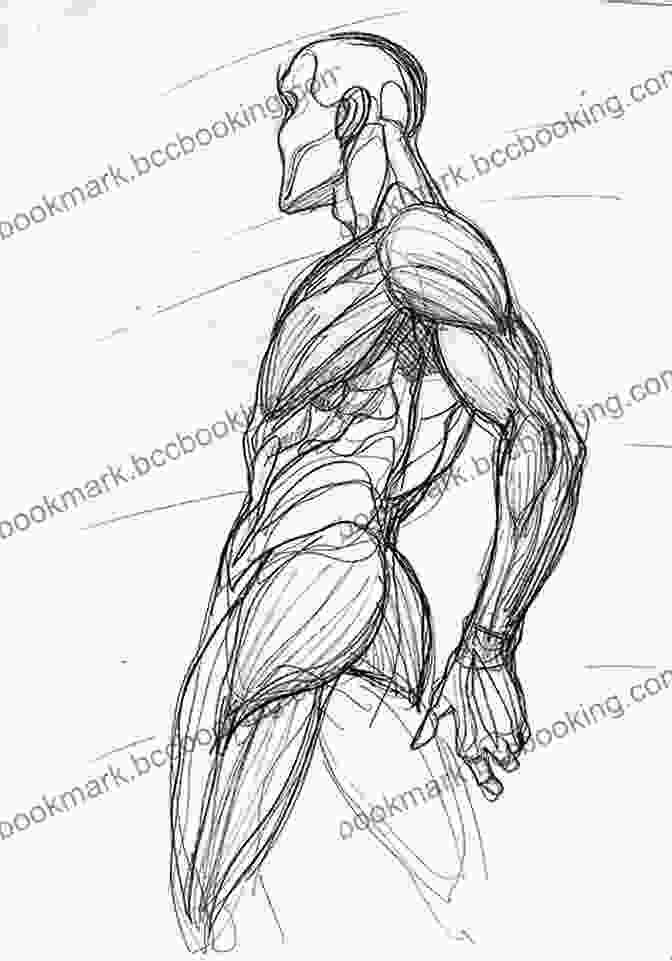 Anatomical Insights For Figure Drawing Art Models JohnV012: Figure Drawing Pose Reference (Art Models Poses)