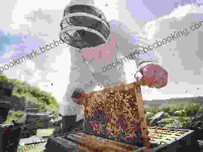 Beekeeper Inspecting A Honey Bee Hive Explore My World: Honey Bees