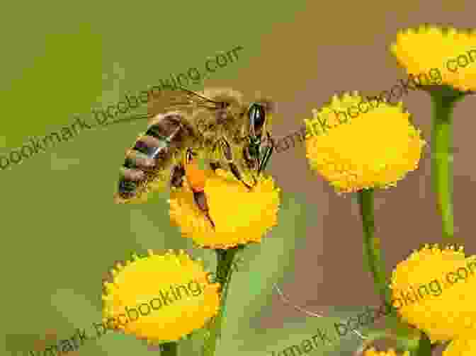 Bees Pollinating Flowers The Of Brilliant Bugs