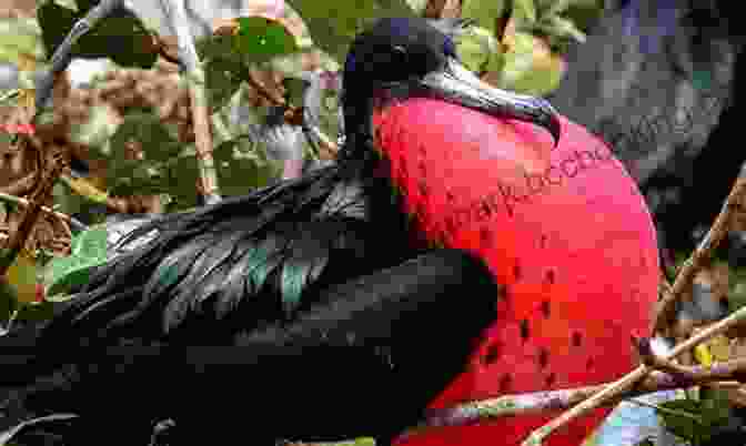 Bird Conservation AVITOPIA Birds Of Antigua And Barbuda
