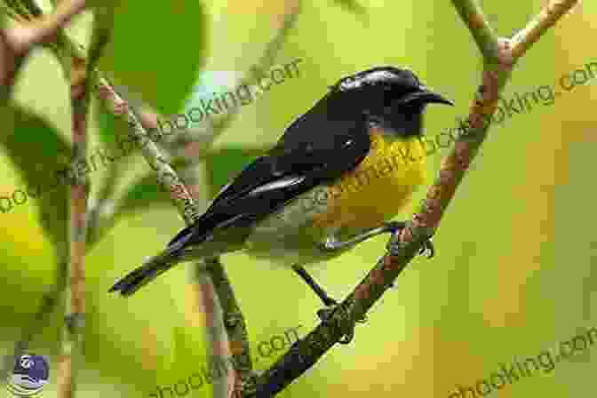 Bird Education AVITOPIA Birds Of Antigua And Barbuda