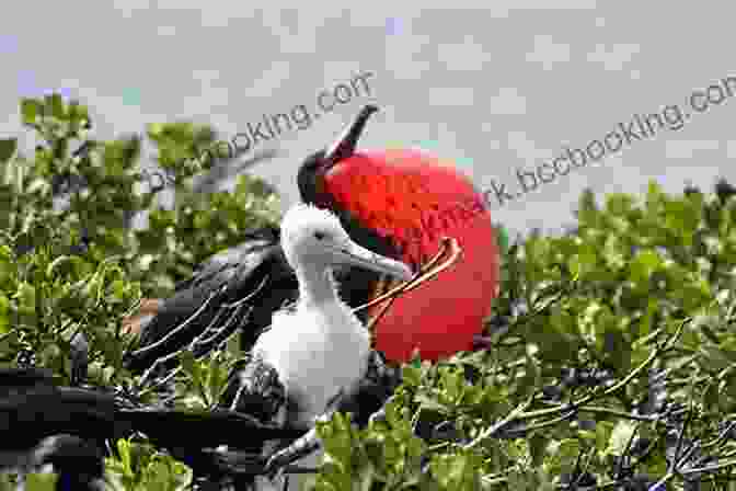 Bird Photography Tips AVITOPIA Birds Of Antigua And Barbuda