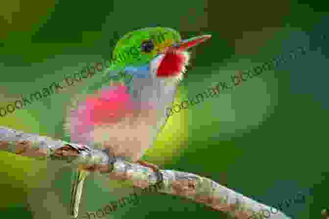 Book Cover Of Avitopia: Birds Of Cuba, Showcasing A Vibrant Collage Of Cuban Birds AVITOPIA Birds Of Cuba