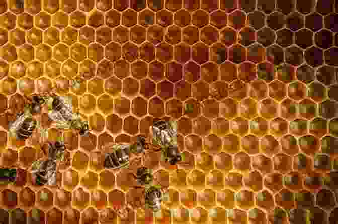Close Up View Of A Honeycomb, Showcasing The Hexagonal Cells Constructed By Honey Bees Explore My World: Honey Bees