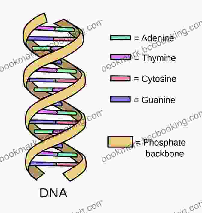 Diagram Of DNA Structure Transformer: The Deep Chemistry Of Life And Death