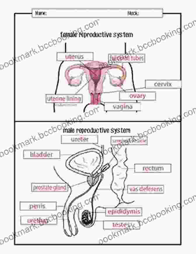 Female And Male Reproductive Systems Diagram The Fertility Assure Quick Start Guide: Feed Yourself To Fertility