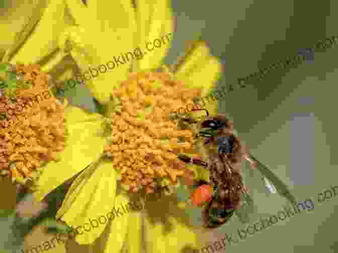 Honey Bee Collecting Pollen From A Flower, Highlighting Their Vital Role In Pollination Explore My World: Honey Bees