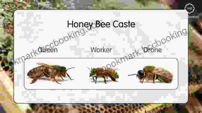 Honey Bee Society Within A Hive, Showing Worker Bees, Queen Bee, And Drone Bees Explore My World: Honey Bees