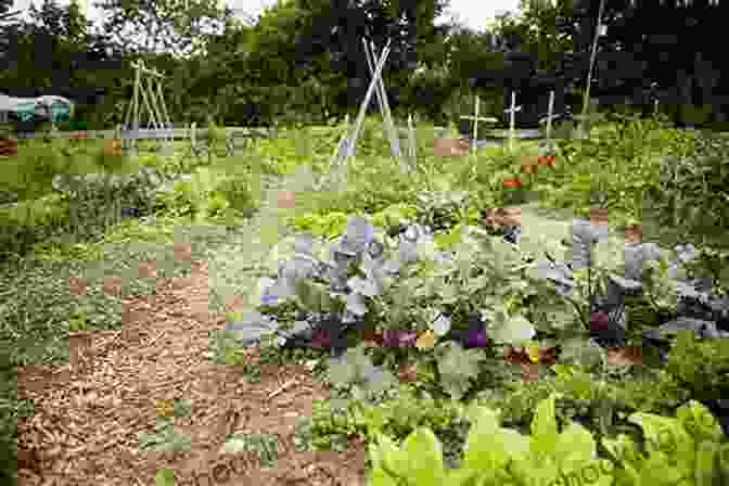 Image Of A Vegetarian Garden The Beginners Guide To Becoming A Vegetarian