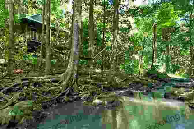 Retreat In The Tranquil Rainforest Of Honduras Sojourn To Honduras Sojourn To Healing