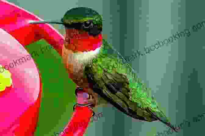 Ruby Throated Hummingbird AVITOPIA Birds Of Antigua And Barbuda