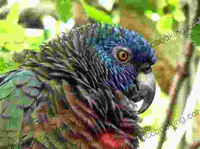Saint Lucia Parrot Pair AVITOPIA Birds Of Saint Lucia