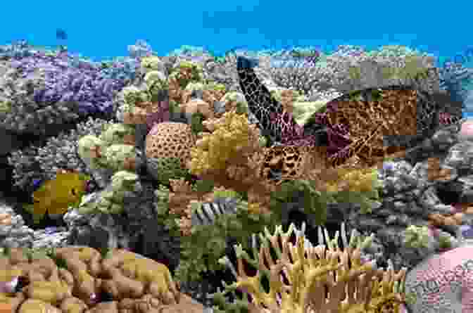 The Great Barrier Reef, A Vast And Vibrant Underwater Ecosystem World Landmarks: Teach Your Child The Most Famous World`s Monuments 50 Images Of The Most Famous And Beautiful Landmarks Discover The History Of The World Through Pictures