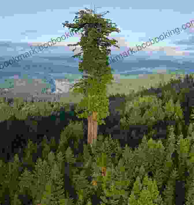 The Towering Hyperion Tree, The Tallest Living Tree In The World Holdout: A Novel Jeffrey Kluger