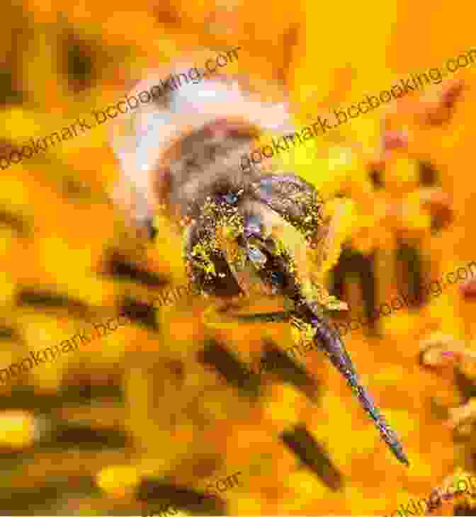 Worker Bees Extracting Nectar From Flowers And Producing Honey Within The Hive Explore My World: Honey Bees