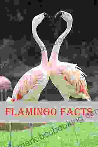 Flamingo Facts: Photobook Of Flamingo Facts With Real Images And Facts That You Should Know That S So Amazing (Fun Facts 11)