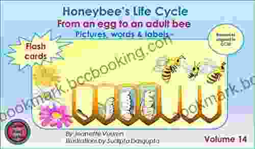 Honeybee S Life Cycle Flash Cards Volume 14 Teaching Resources Aligned To Common Core State Standards From An Egg To An Adult Bee Pictures Words Labels: Science Honey Bee (Honeybee Series)